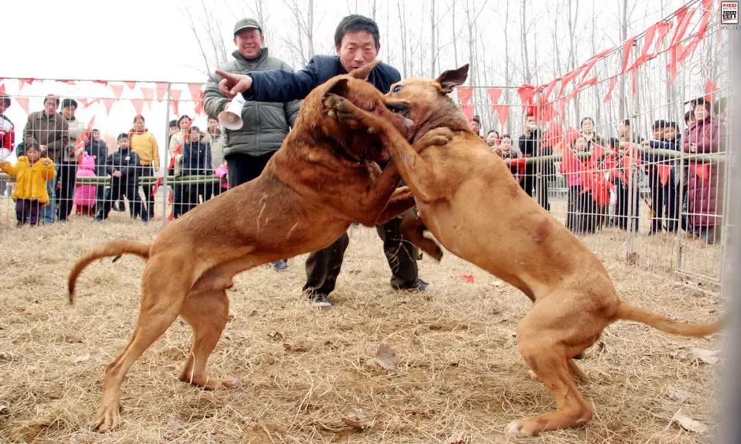 探索格力犬的成长之旅，一张五个月大的格力犬图片的故事