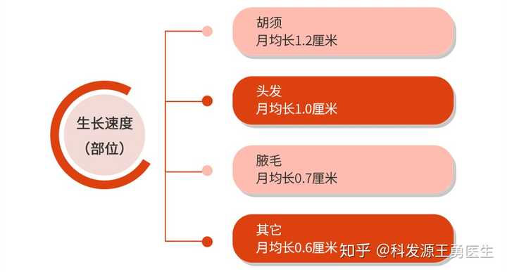 三个月头发能长多长——探究头发生长周期与影响因素