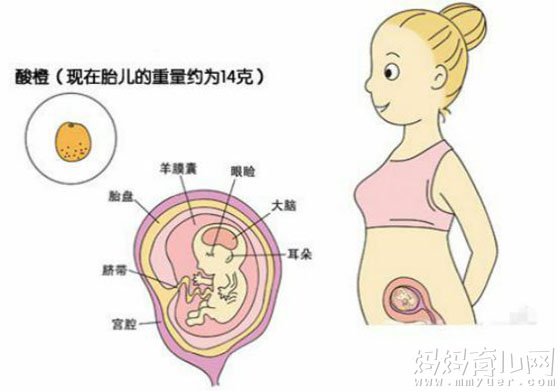 三个月彩超图片，揭示胎儿早期发育的神奇之旅