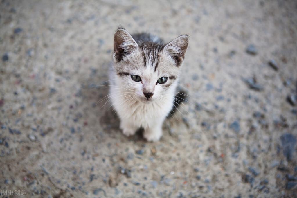 如何养护一个月大的小猫，新手养猫指南